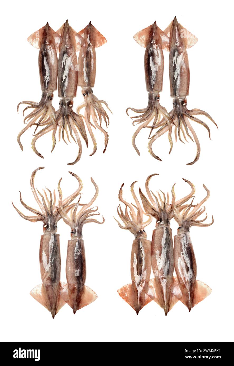 Frische Kalmare auf weißem Hintergrund Stockfoto