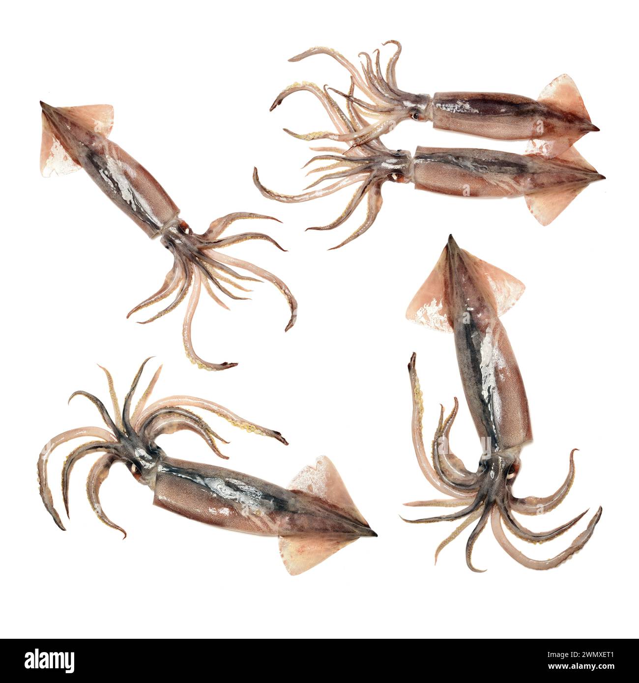 Frische Kalmare auf weißem Hintergrund Stockfoto