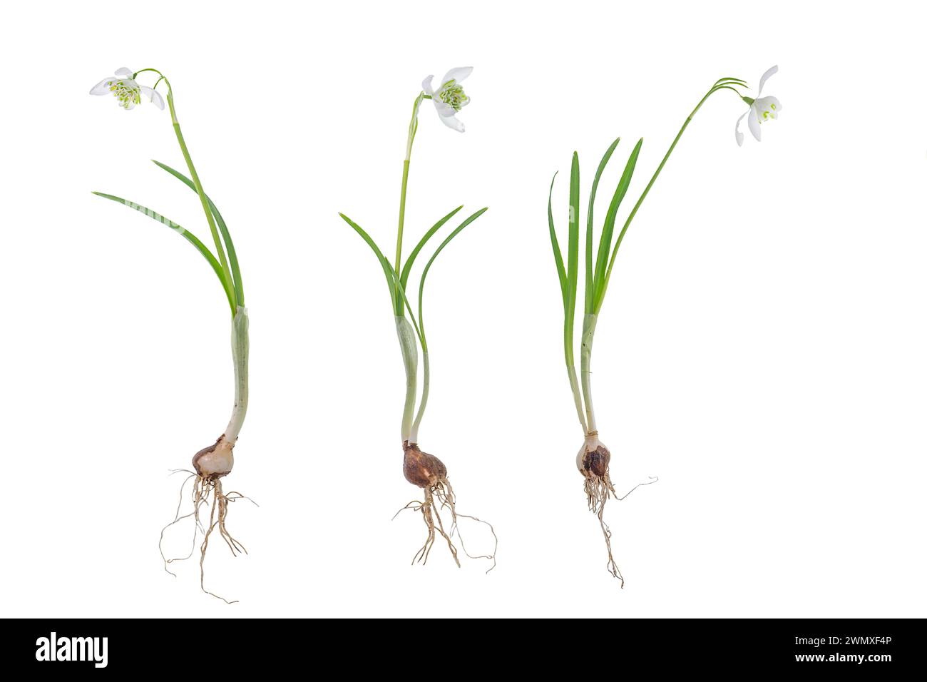 Doppelschneeglöckchen (Galanthus Nivalis Flore pleno) mit Wurzeln auf weißem Hintergrund, Bayern, Deutschland Stockfoto