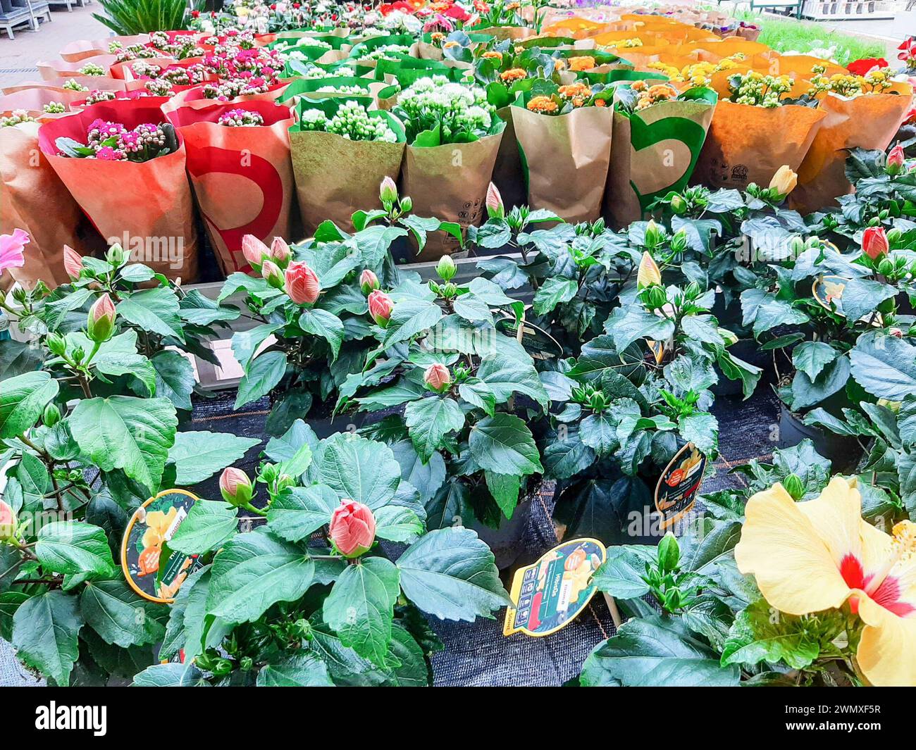 Frühlingsblumen in einer Gärtnerei *** Frühlingsblumen in einer Gärtnerei Copyright: XLobeca/RHx Stockfoto