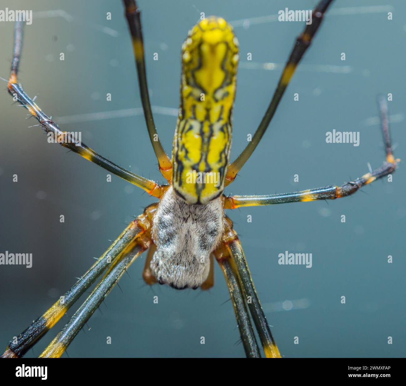 Die untere Ansicht einer gelben Spinne auf ihrem Netz mit detaillierten Mustern in Südkorea Stockfoto