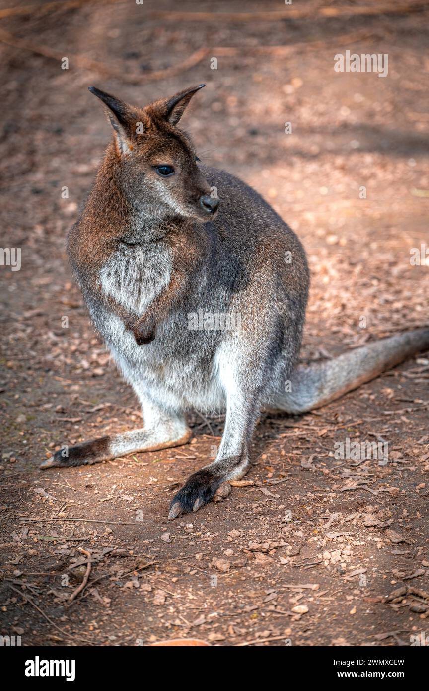 Australisches Wallaby-Känguru (Notamacropus parryi) beobachtet seine Umwelt, Eisenberg, Thüringen, Deutschland Stockfoto