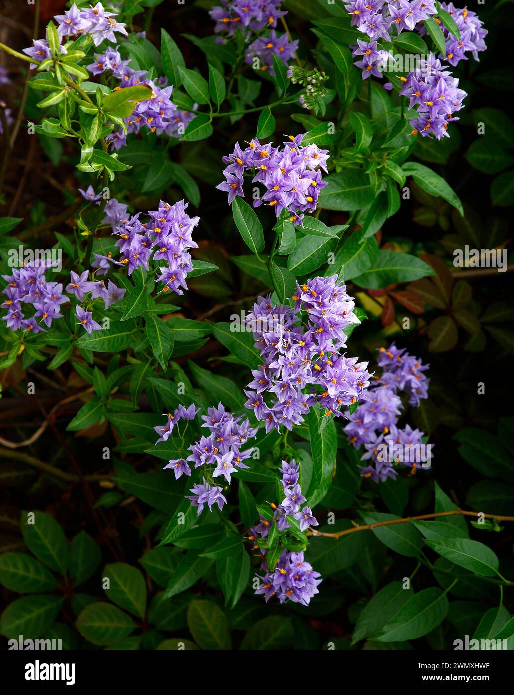 Nahaufnahme der violettblauen Blüten der mehrjährigen Gartenkletterpflanze solanum crispum Glasnevin. Stockfoto