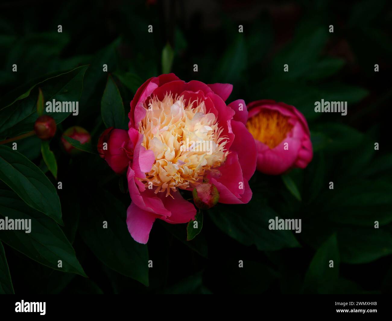 Nahaufnahme der karminrosa Creme Blume der mehrjährigen Gartenpflanze paeonia lactiflora Schüssel der Schönheit. Stockfoto