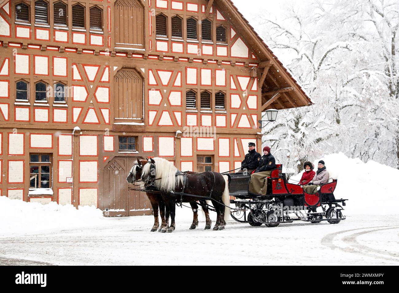 Schwarzwald-Draughthorse. Das Schlittenteam mit den Hengsten Wildbach und Markus steht vor einem Fachwerkhaus (Fahrer: Jochen Ott). Deutschland Stockfoto