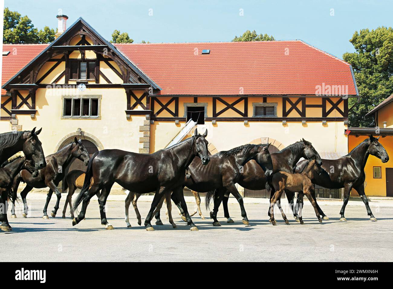 Seltene schwarze Kladruber-Stuten mit Fohlen. Staatsgestüt Slatiany, Tschechische Republik Stockfoto