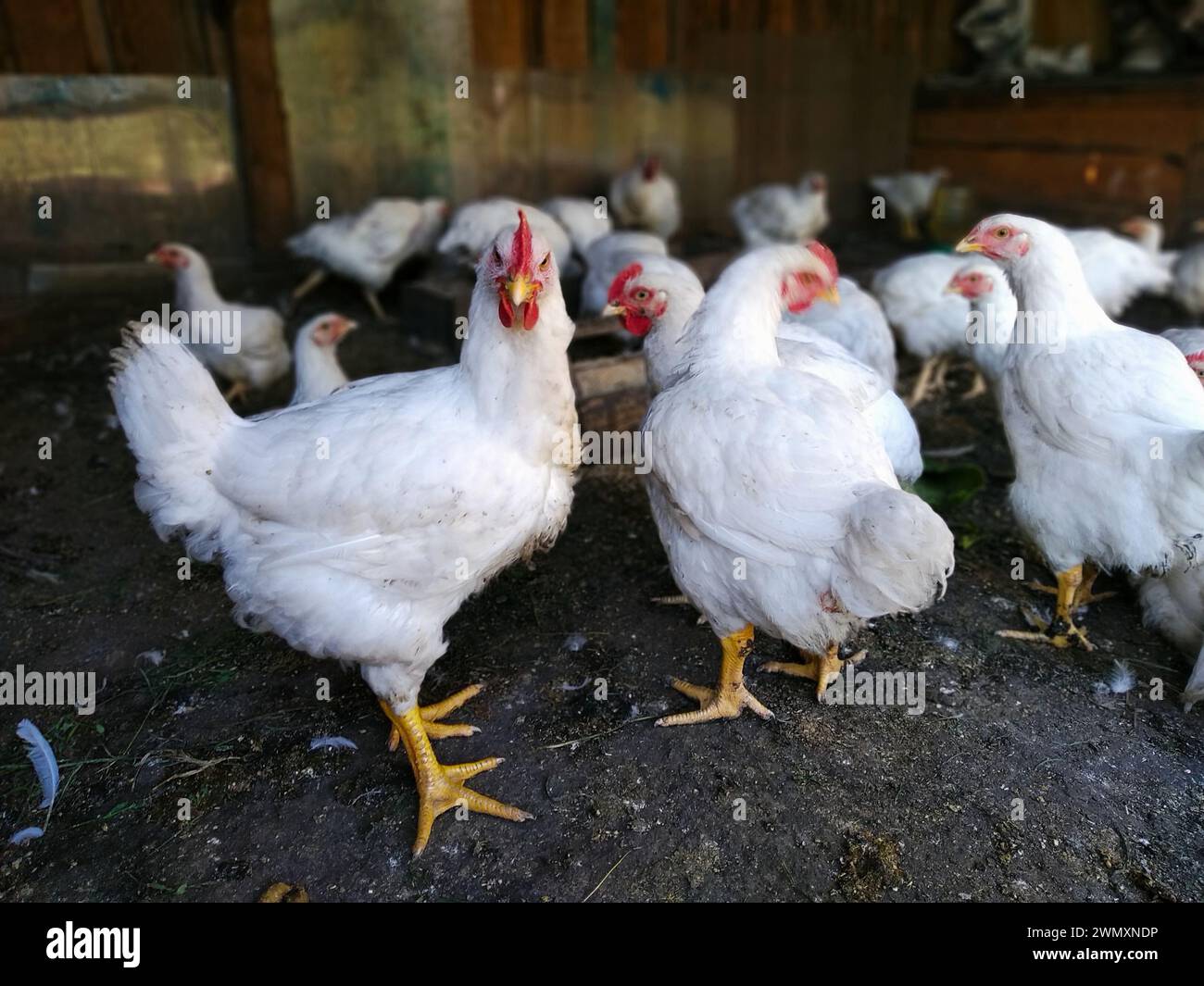 Ein Masthähnchen steht auf einem Bauernhof in einer Scheune unter anderen Hühnern Stockfoto