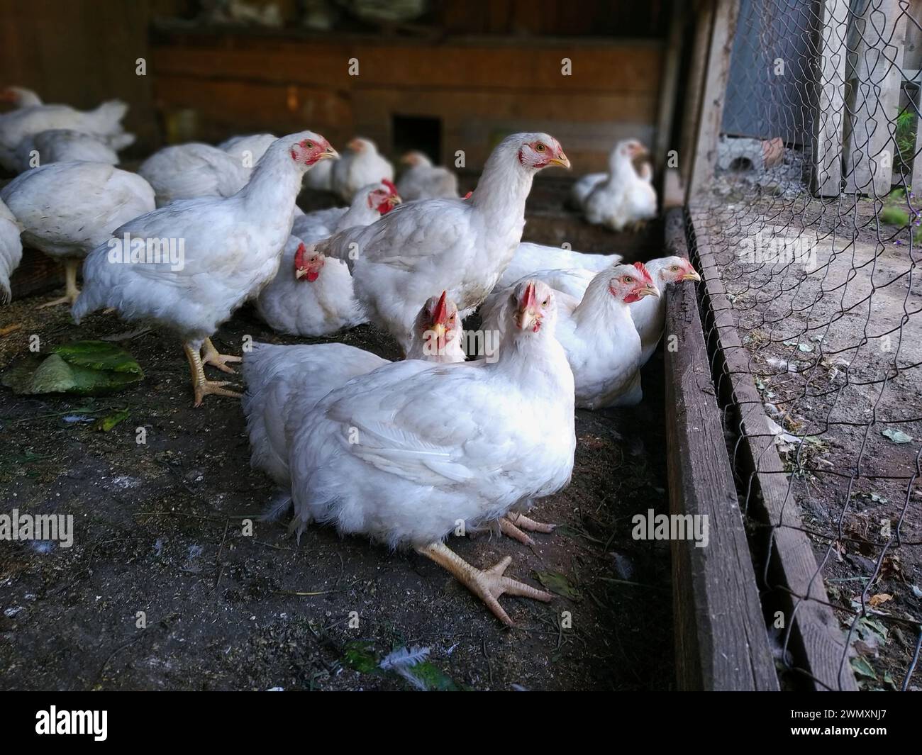 Masthühner sitzen auf dem Bauernhof und schauen durch das Metallgitter Stockfoto