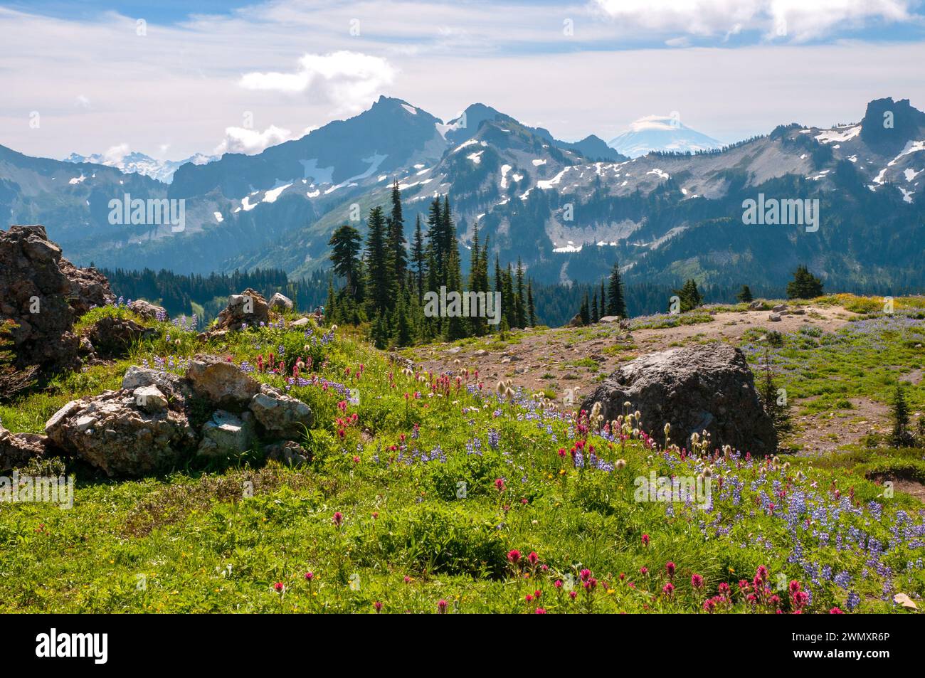 Die Tatoosh Range und wilde Blumen aus dem Mount Rainier National Park, Cascade Range, Washington, USA Stockfoto