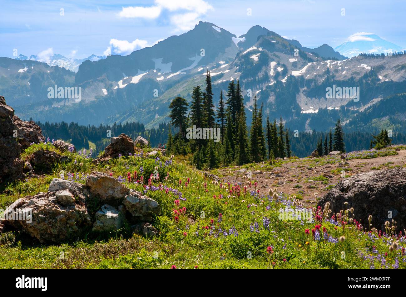 Die Tatoosh Range und wilde Blumen aus dem Mount Rainier National Park, Cascade Range, Washington, USA Stockfoto