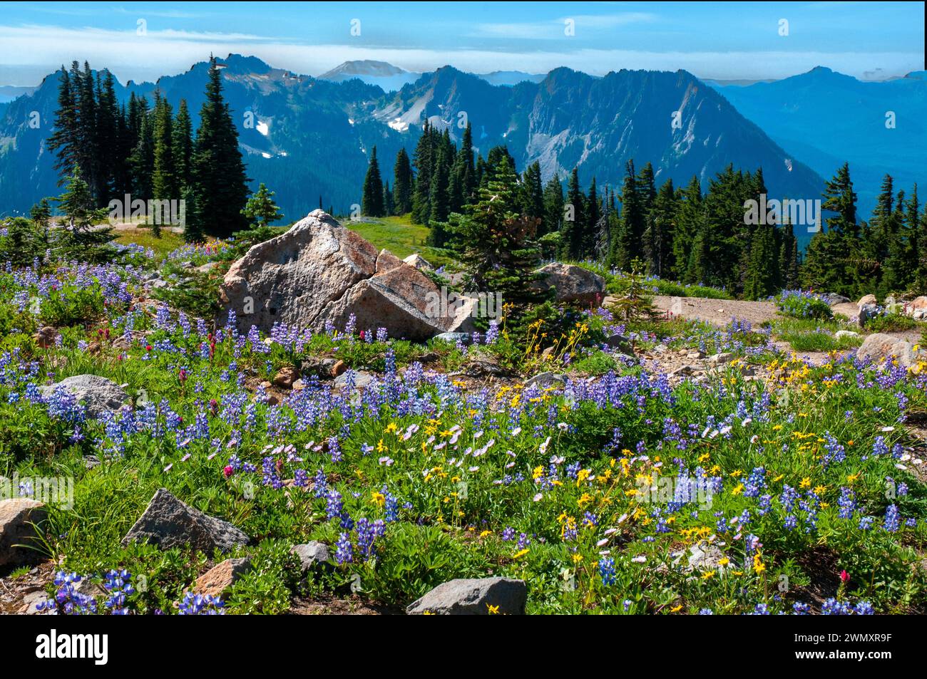 Die Tatoosh Range und wilde Blumen aus dem Mount Rainier National Park, Cascade Range, Washington, USA Stockfoto