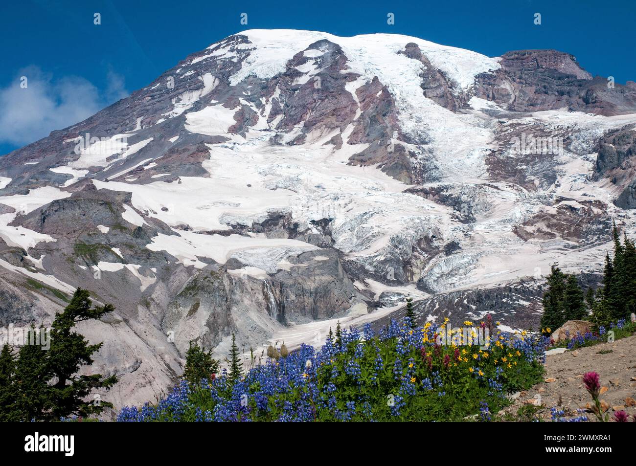 Blick auf Mount Rainer und Wildblumen vom Paradise Park im Mt. Rainer National Park. Washington. USA Stockfoto