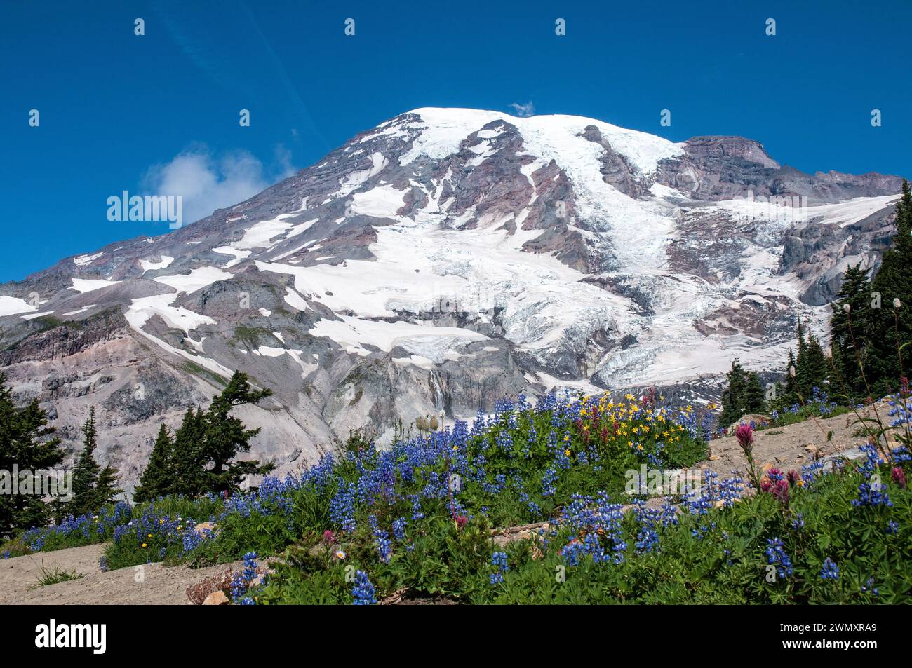 Blick auf Mount Rainer und Wildblumen vom Paradise Park im Mt. Rainer National Park. Washington. USA Stockfoto