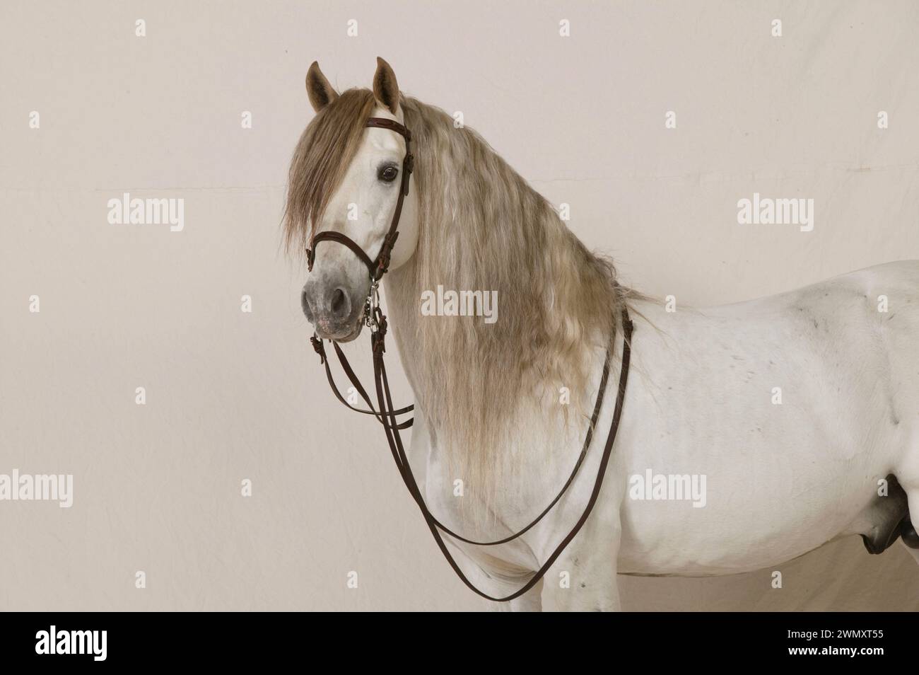 Reines Spanisches Pferd, Andalusier. Grauer Hengst mit einer Bordsteinspitze, vor weißem Hintergrund gesehen Stockfoto