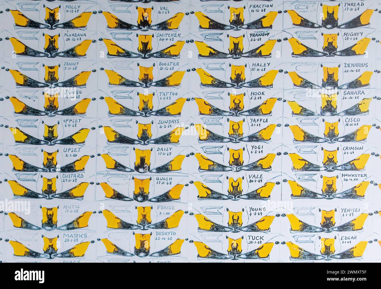 Identifizierung einzelner Bewick-Schwäne anhand von Schnabelbildern und Vergleich von Schwalbenmustern, WWT Slimbridge, Gloucestershire, UK Stockfoto