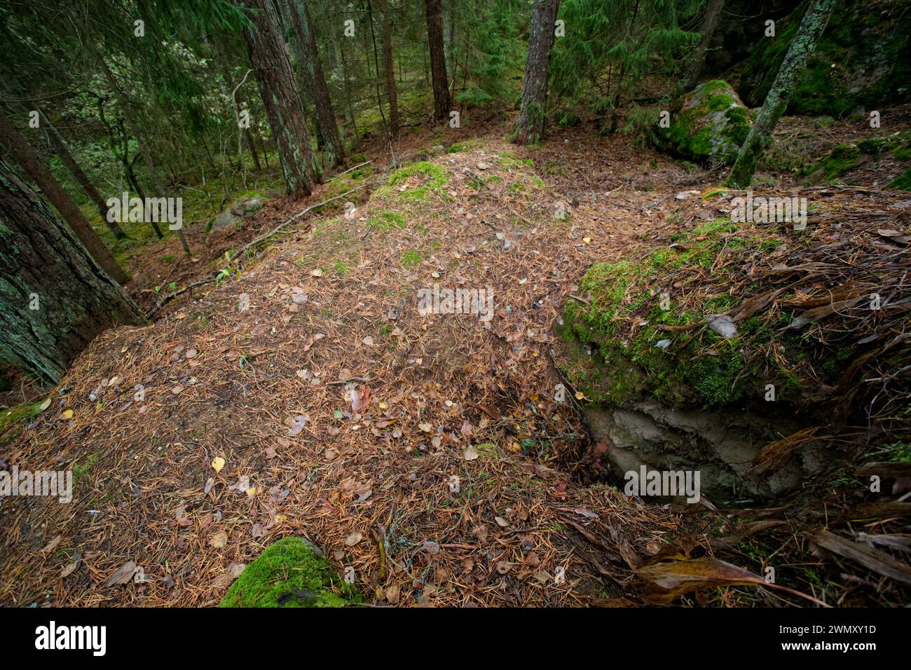 Sett vom europäischen Dachs (Meles meles) in einem Wald, wildes Finnland Stockfoto