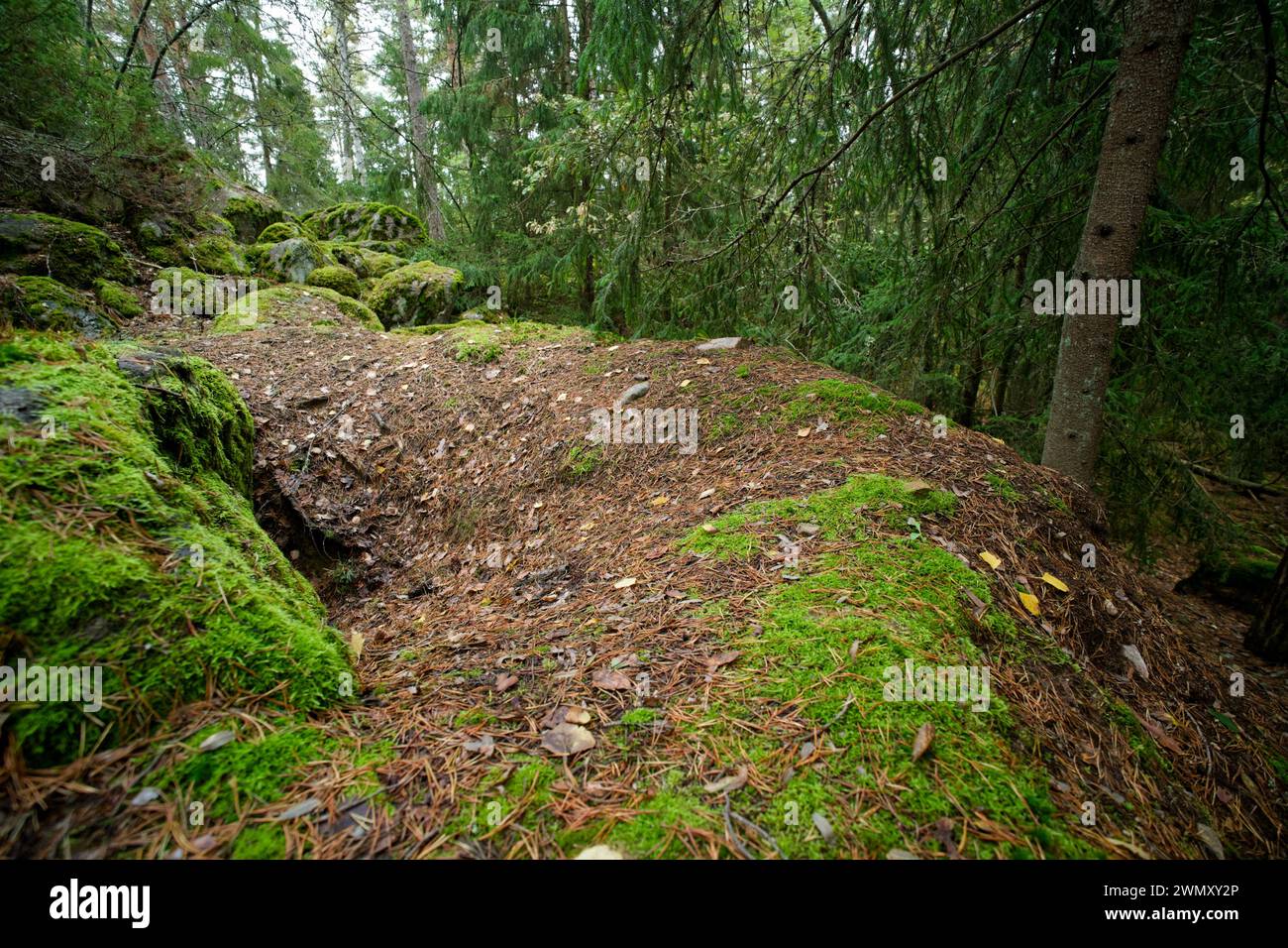 Sett vom europäischen Dachs (Meles meles) in einem Wald, wildes Finnland Stockfoto