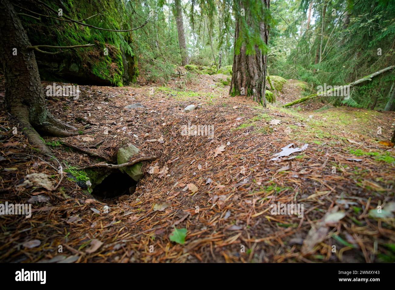 Sett vom europäischen Dachs (Meles meles) in einem Wald, wildes Finnland Stockfoto