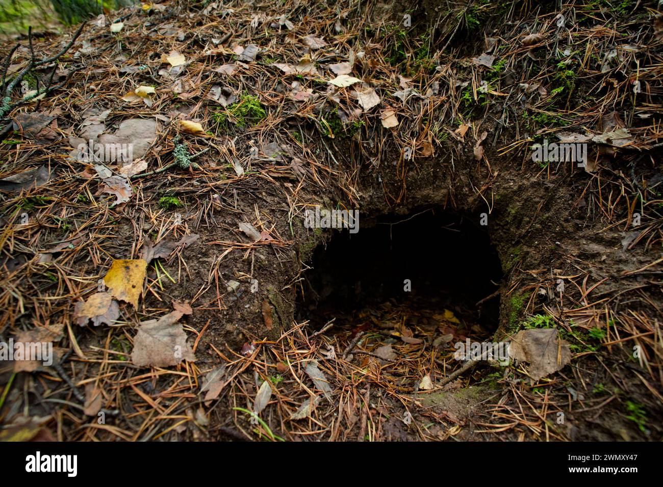 Sett vom europäischen Dachs (Meles meles) in einem Wald, wildes Finnland Stockfoto