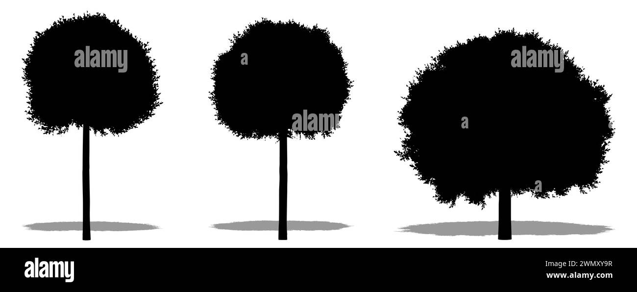 Set oder Sammlung von Globe Cherry Trees als schwarze Silhouette auf weißem Hintergrund. Konzept oder konzeptionelle 3D-Illustration für Natur, Planet, Ökologie A Stockfoto