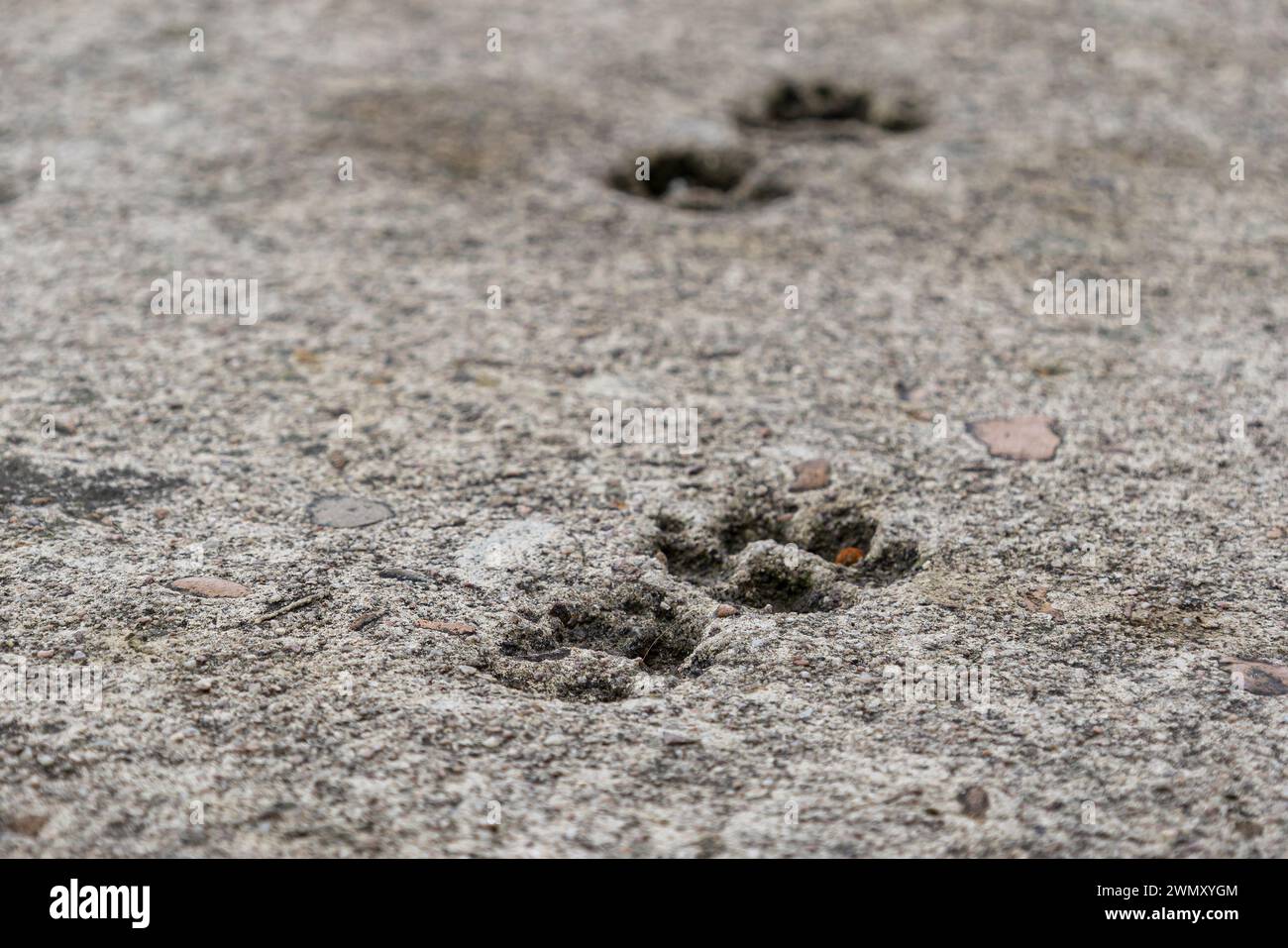 Cat Pfow-Abdrücke, die in einen Betonweg eingeprägt sind. Hintergrundbild für Tierspuren. Beschädigter Zementboden, Baustellenprobleme. Selektiver Fokus. Stockfoto