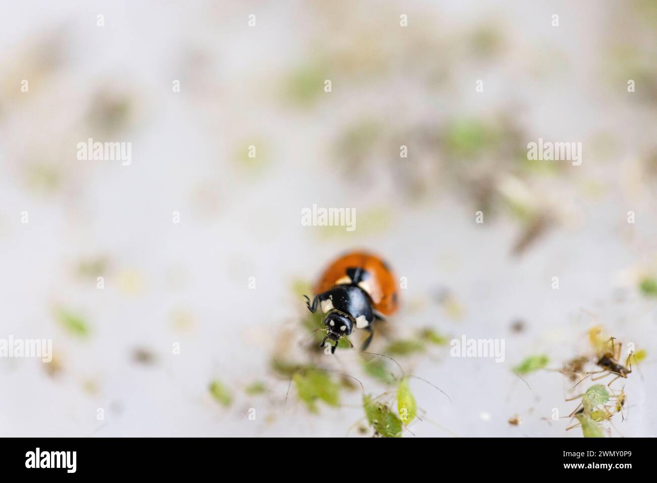 Frankreich, Ain, Saint Jean le Vieux, Marienkäfer-Farm, Insectosphere, ein 7-fleckiger Marienkäfer (Coccinella septempunctata), der Blattläuse isst, der 7-fleckige Marienkäfer (Coccinella septempunctata) ist eine der größten Arten, die wir in unseren Regionen finden, seine Larve ist sehr unersättlich, besonders empfohlen wird die Bekämpfung von Blattläusen bei niedrigen und pflanzlichen Pflanzen wie der Schwarzbohnen- und Bohnenblattläusen sowie bei Rosenblattläusen, auch bei Gewächshauskulturen zeigt sie große Wirkung Stockfoto