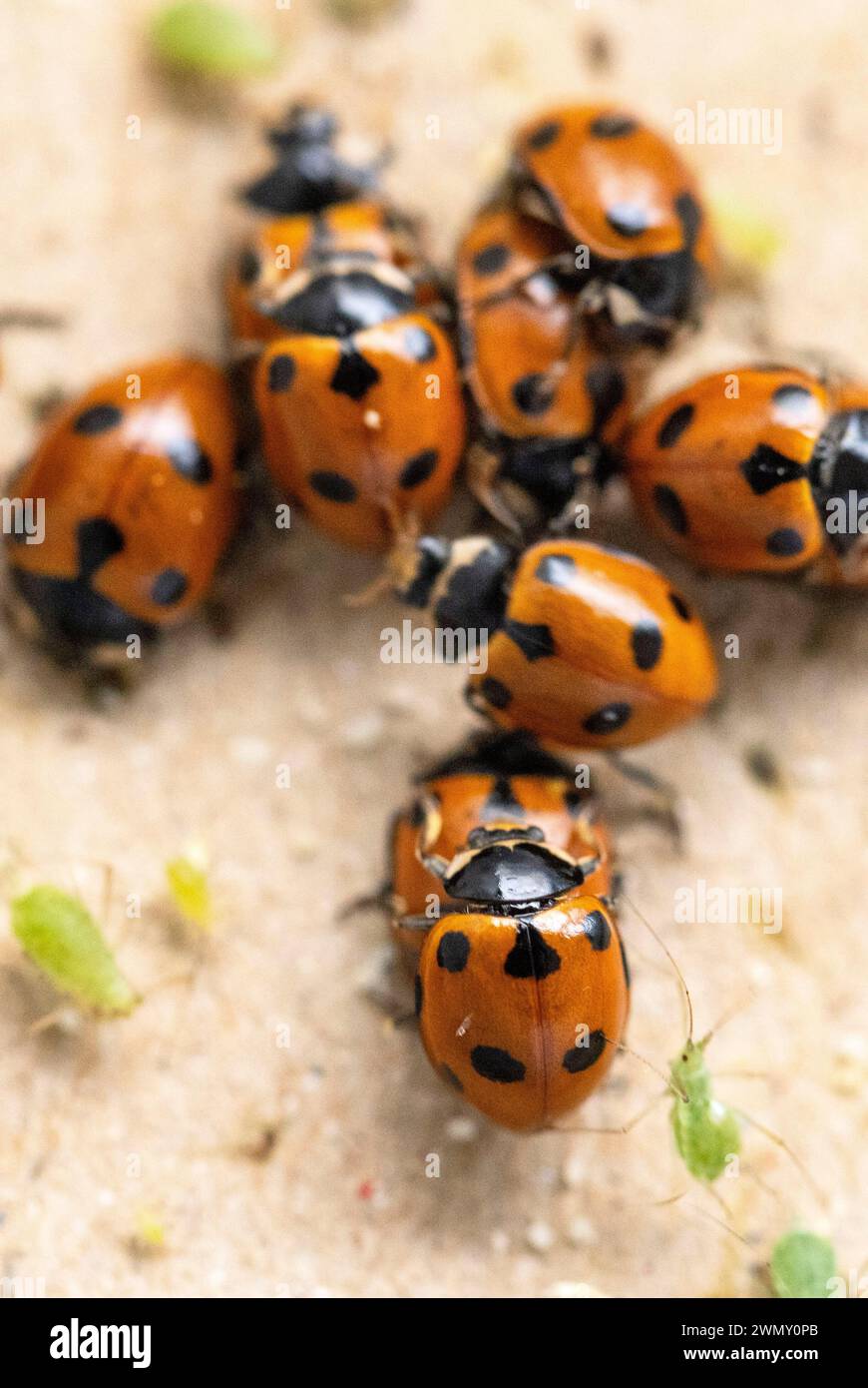 Frankreich, Ain, Saint Jean le Vieux, Marienkäfer-Farm, Insectosphere, Kolonie von wandernden Marienkäfern (Hippodamia undecimnotata) und Blattläusen, der wandernde Marienkäfer oder 11-fleckige Marienkäfer (Hippodamia undecimnotata) ist hauptsächlich in der Südhälfte Frankreichs zu finden, seine Larve kann den gelben Oleanderblattlaus (Aphis nerii) fressen das ist sehr giftig für andere Marienkäfer-Arten und eignet sich auch hervorragend, um Blattläuse von Sträuchern und Rosensträuchern auf natürliche Weise zu entfernen Stockfoto