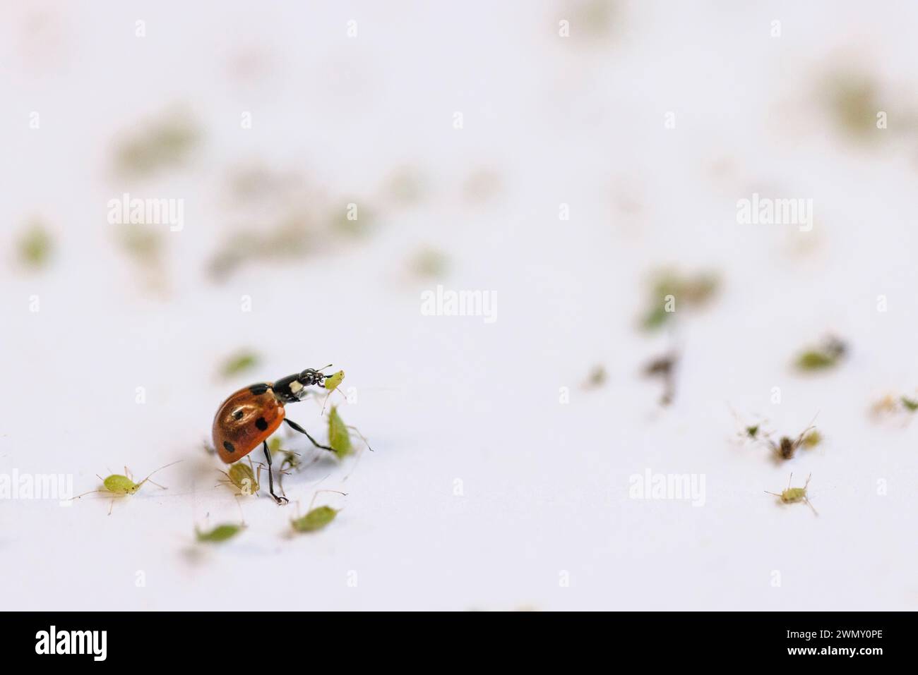 Frankreich, Ain, Saint Jean le Vieux, Marienkäfer-Farm, Insectosphere, ein 7-fleckiger Marienkäfer (Coccinella septempunctata), der Blattläuse isst, der 7-fleckige Marienkäfer (Coccinella septempunctata) ist eine der größten Arten, die wir in unseren Regionen finden, seine Larve ist sehr unersättlich, besonders empfohlen wird die Bekämpfung von Blattläusen bei niedrigen und pflanzlichen Pflanzen wie der Schwarzbohnen- und Bohnenblattläusen sowie bei Rosenblattläusen, auch bei Gewächshauskulturen zeigt sie große Wirkung Stockfoto