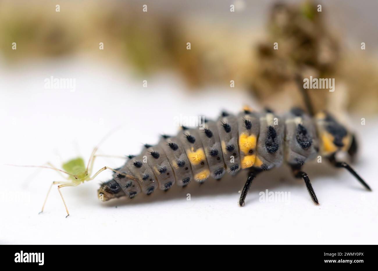 Frankreich, Ain, Saint Jean le Vieux, Insectosphere Marienkäfer Farm, Larven von 7-fleckigen Marienkäfern (Coccinella septempunctata) und Blattläusen Stockfoto