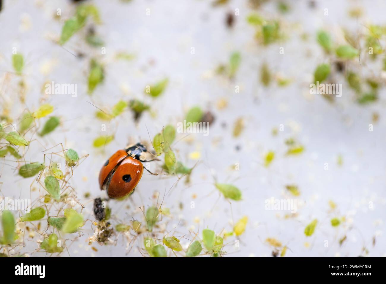 Frankreich, Ain, Saint Jean le Vieux, Marienkäfer Farm, Insektosphäre, 2-fleckiger Marienkäfer (Adalia bipunctata), der Blattläuse isst Stockfoto