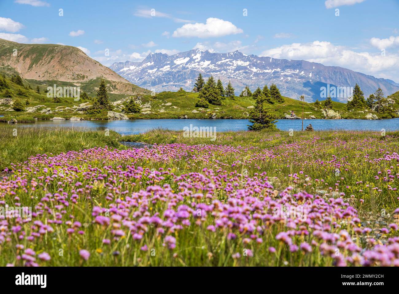 Frankreich, Isère, Matheysine, Taillefer-Massiv, Wanderung zum Plateau des Lacs (2068 m) über den Wanderweg GR 50, Lac de l'Agneau (2039 m), blühende Almwiesen (Armeria alpina), Les Grandes Rousses im Hintergrund Stockfoto