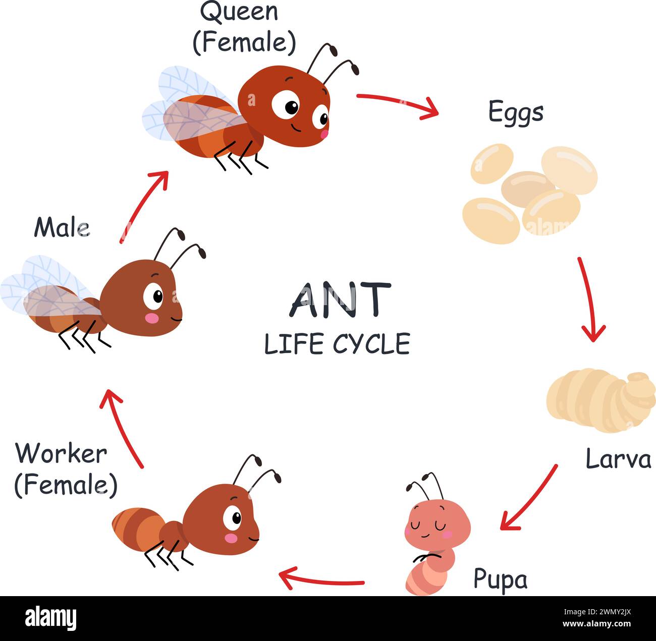 Ameisenlebenszyklus-Poster für Kinder. Schrittweise Stadien des Insektenwachstums. Eier, Puppen, Larven und Erwachsene. Cartoon-Ameisen entwickeln sich, heutzutage Vektorinformationen Stock Vektor