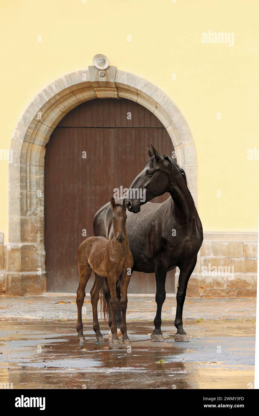 Schwarze Kladruber-Stute mit Fohlen. Staatsgestüt Slatiany, Tschechische Republik Stockfoto