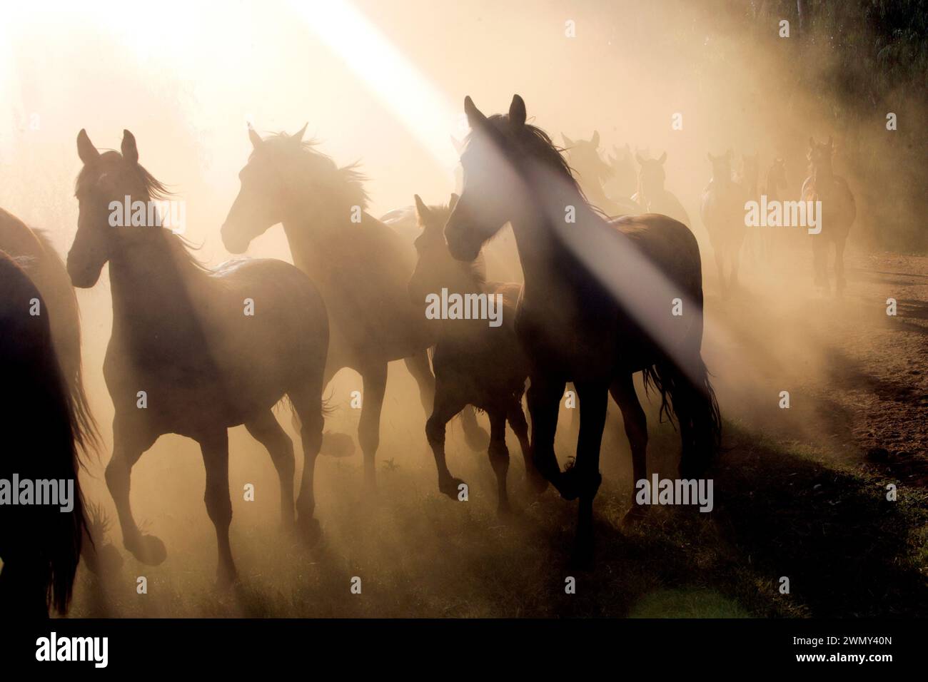 Friesische Stuten und Fohlen auf dem Gestüt Geyerspan, Südafrika Stockfoto