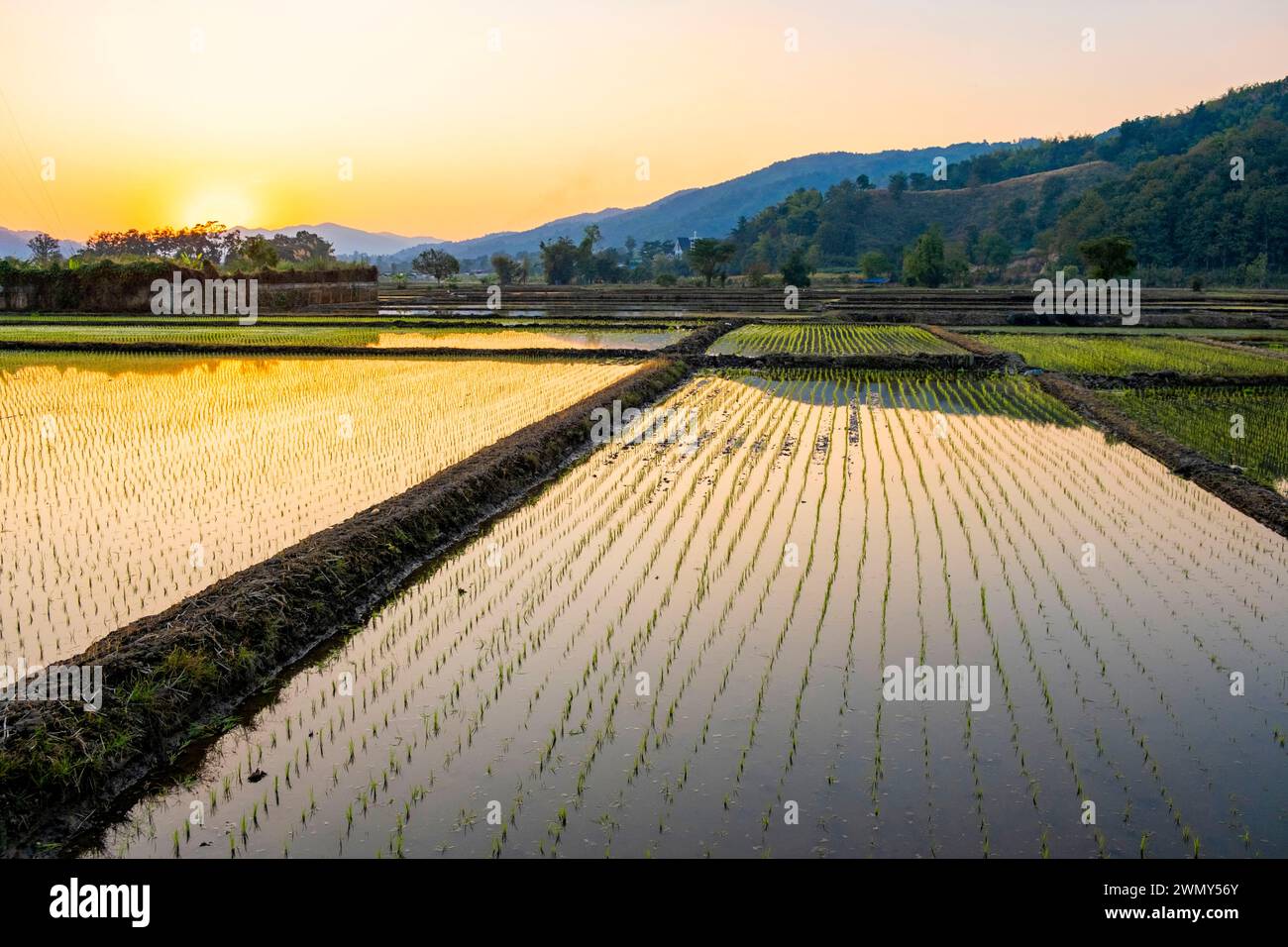 Thailand, Provinz Chiang Rai, Reisfelder bei Sonnenuntergang Stockfoto