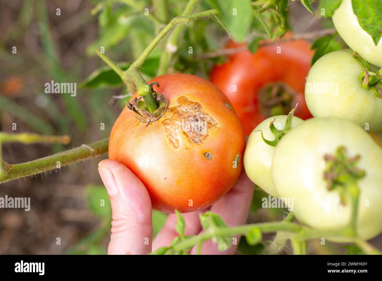 Kranke Tomaten, die von Spätfäule betroffen sind, wachsen auf einem Zweig im offenen Boden, Nahaufnahme. Gemüseanbau und -Pflege. Stockfoto