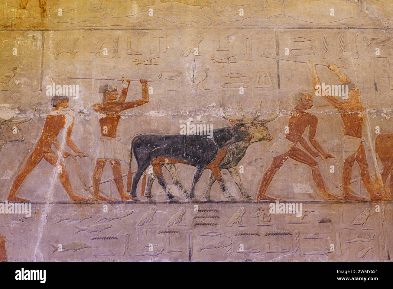 Ägypten, Kairo, Sakkara, Memphis und seine Nekropole, die Pyramidenfelder von Gizeh bis Dahshur, die von der UNESCO zum Weltkulturerbe erklärt wurden, Ty-Grab, Kühe Stockfoto
