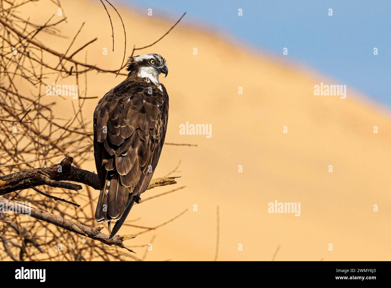 Ägypten, Assuan, Osprey Stockfoto