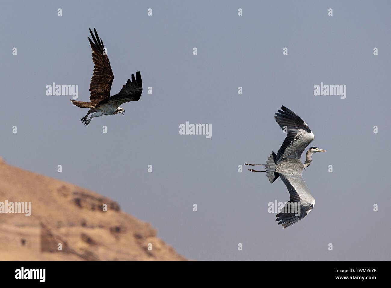 Ägypten, Assuan, Osprey und Graureiher fliegen Stockfoto