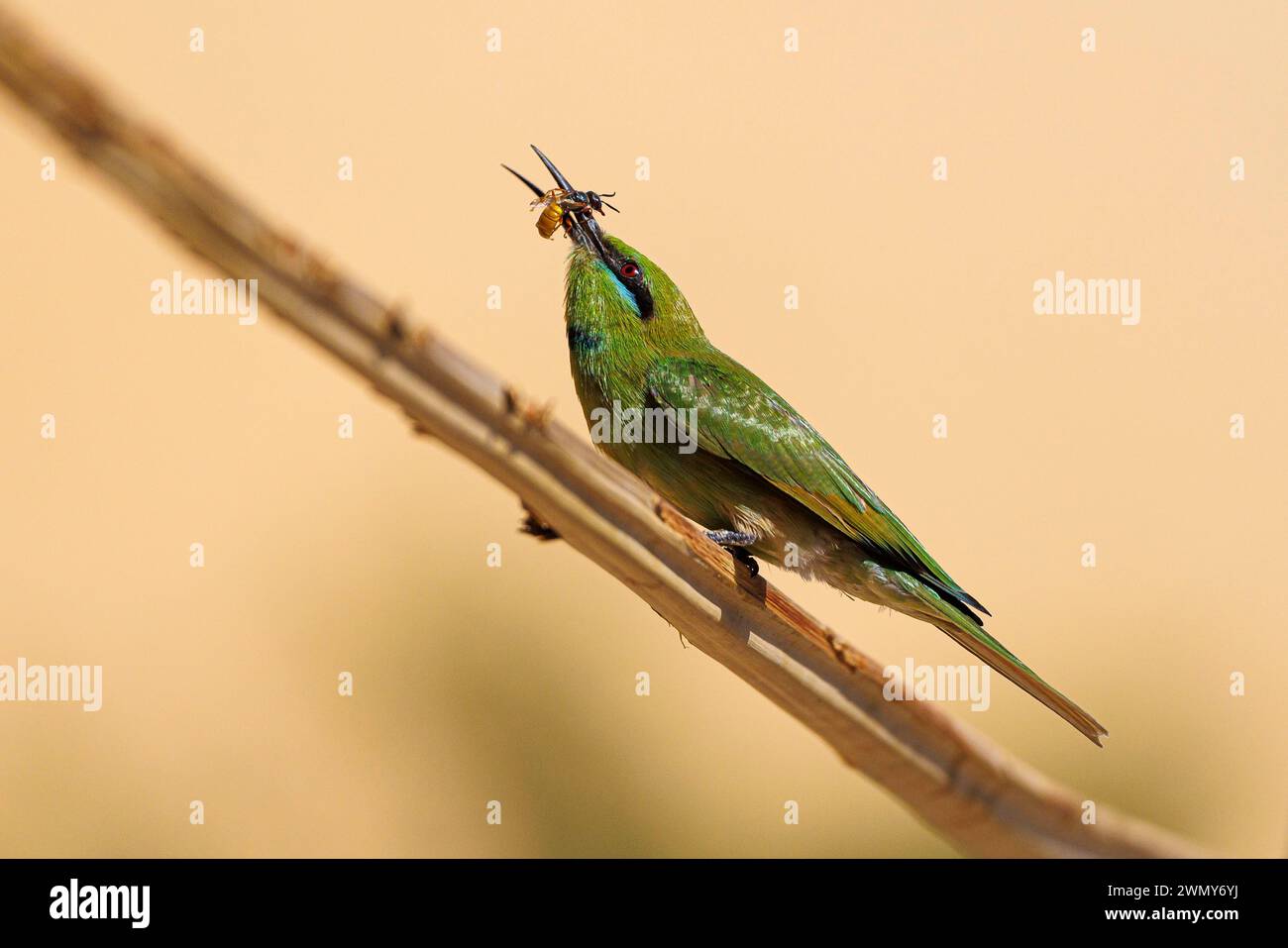 Ägypten, Assuan, asiatische Grüne Bienenfresser Stockfoto