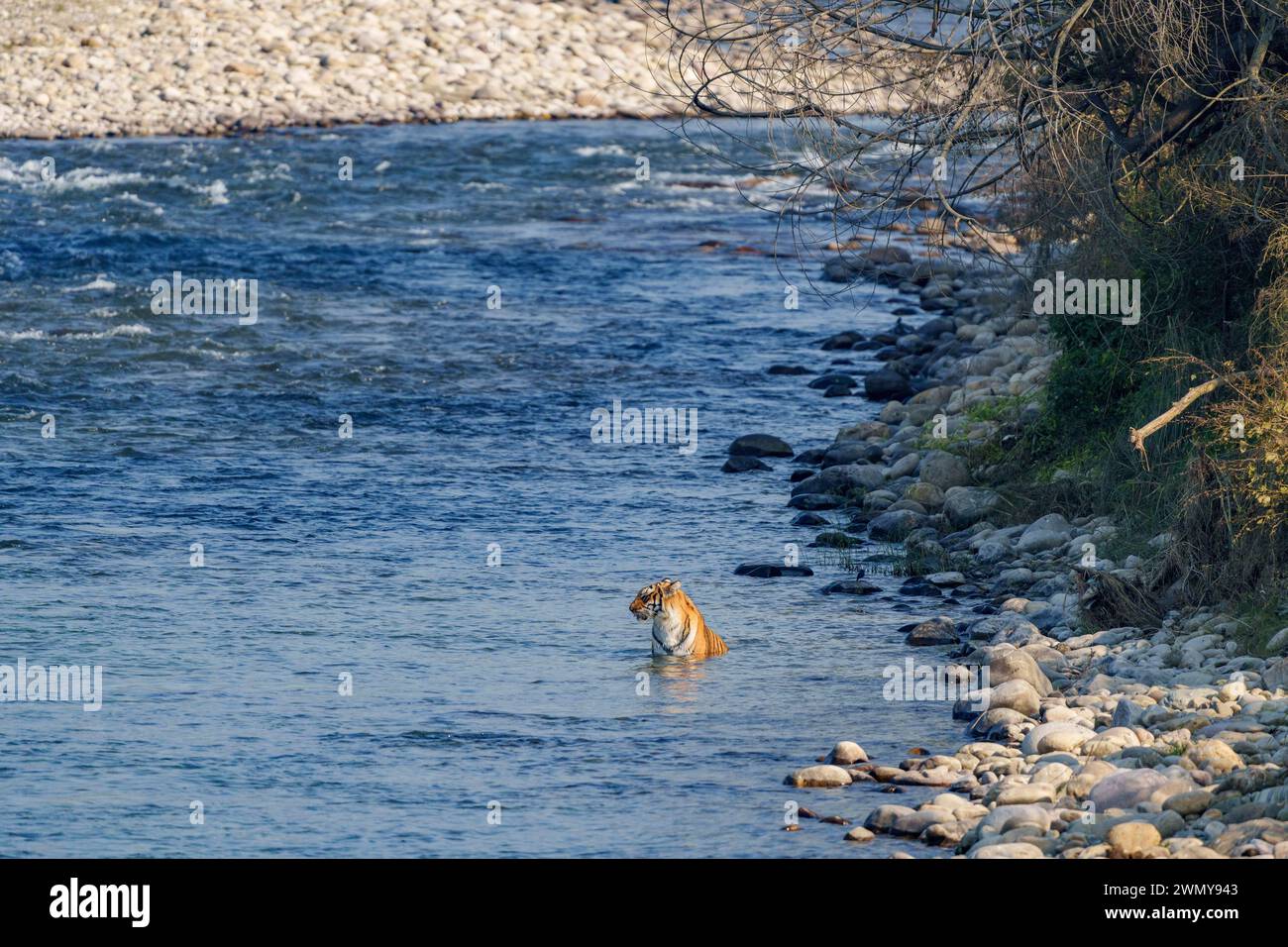 Indien, Uttarakhand, Jim Corbett National Park, Bengaler Tiger (Panthera tigris tigris), überquert einen Fluss Stockfoto