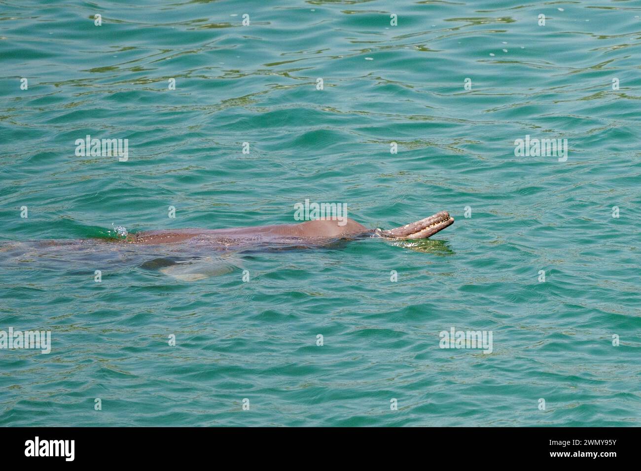 Nepal, Terai Region, Bardia oder Bardiya Nationalpark, blaues Wasser des Flusses Karnali mit einem Ganges-Delfin (Platanista gangetica), der an der Oberfläche atmet. Stockfoto