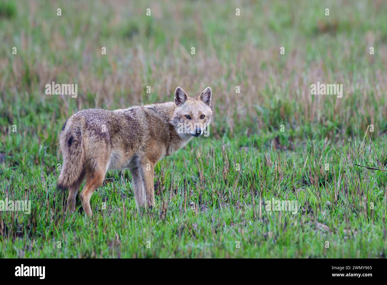 Nepal, Terai, Bardia oder Bardiya Nationalpark, Golden oder Common Jackal (Canis aureus), auf einer Wiese Stockfoto