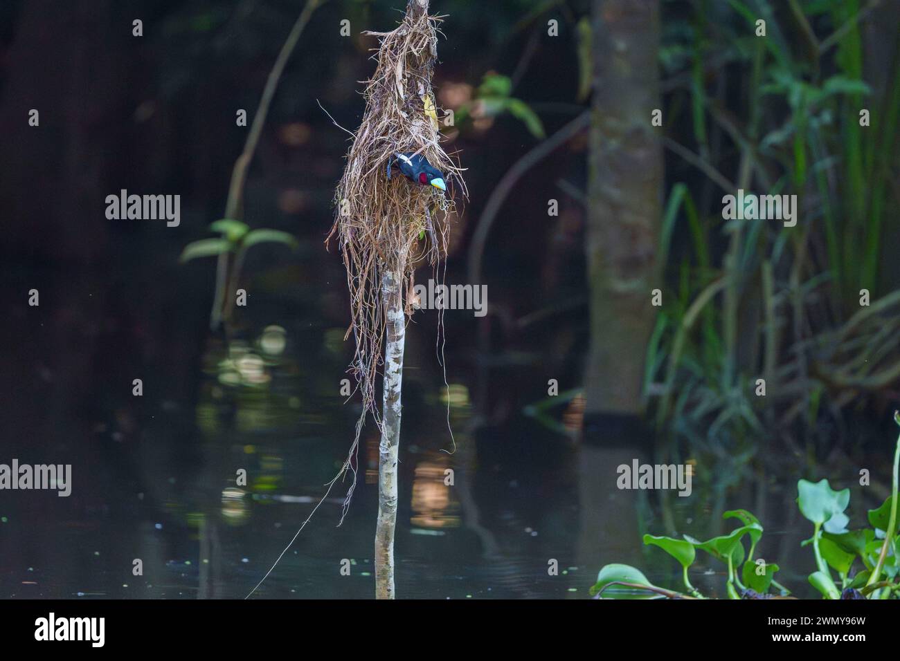 Im Südosten Malaysias verlässt der Vogel sein Nest, der an einem Zweig über dem Wasser hängt Stockfoto