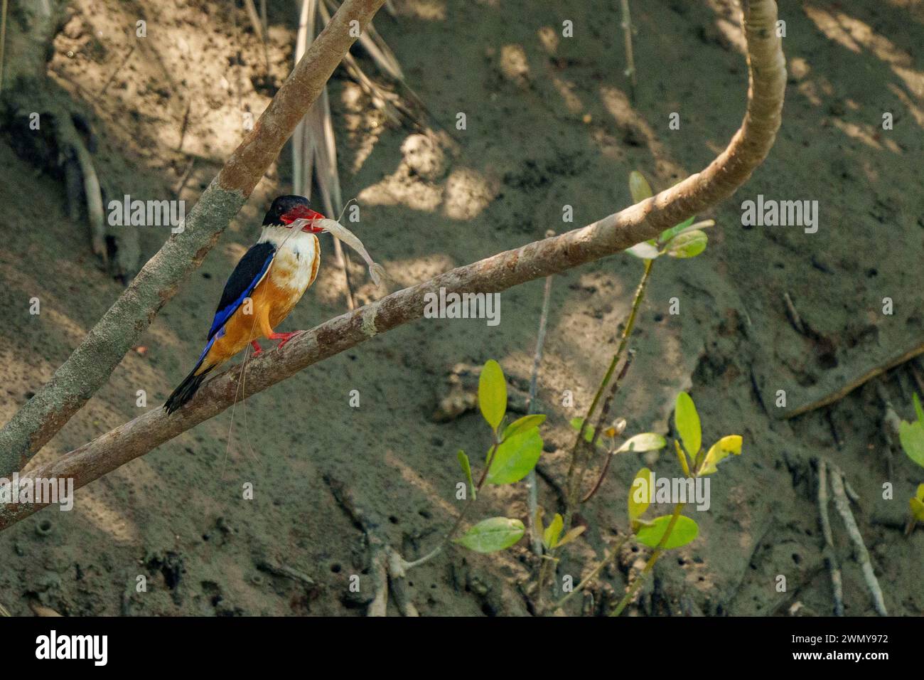 Indien, Bucht von Bengalen, Sunderbans, Mangrove, Schwarzer Eisvogel (Halcyon pileata), in der Mangrove, mit einer Garnele im Schnabel Stockfoto
