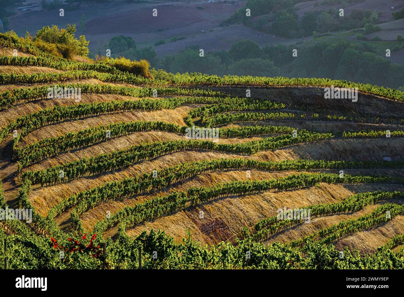 Frankreich, Aveyron, Marcilla-Vallon, Weinberg auf der Terrasse Stockfoto