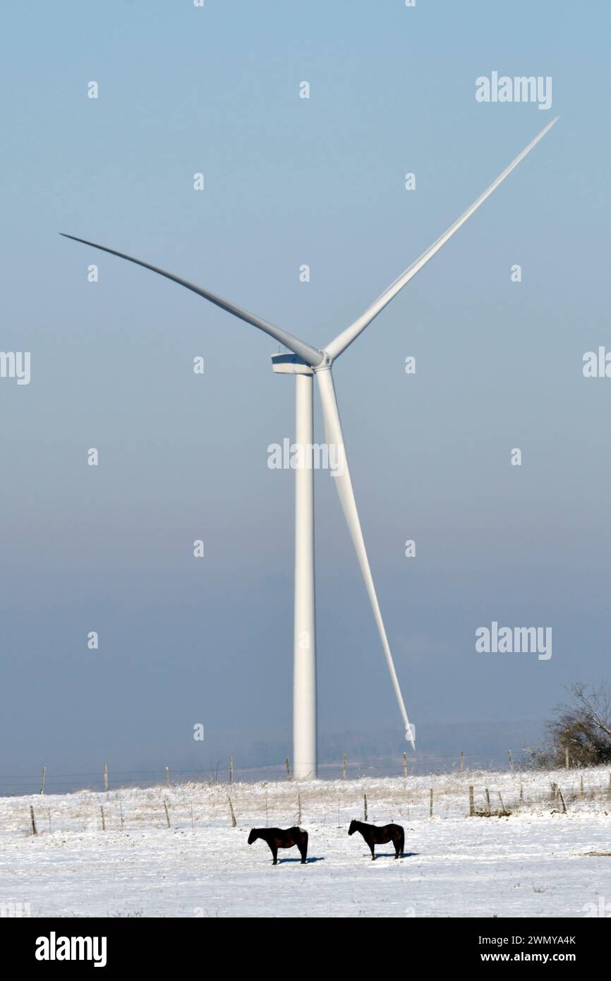 Frankreich, Doubs, Ecot, Windkraftanlage, Pferde, Winter, Schnee Stockfoto