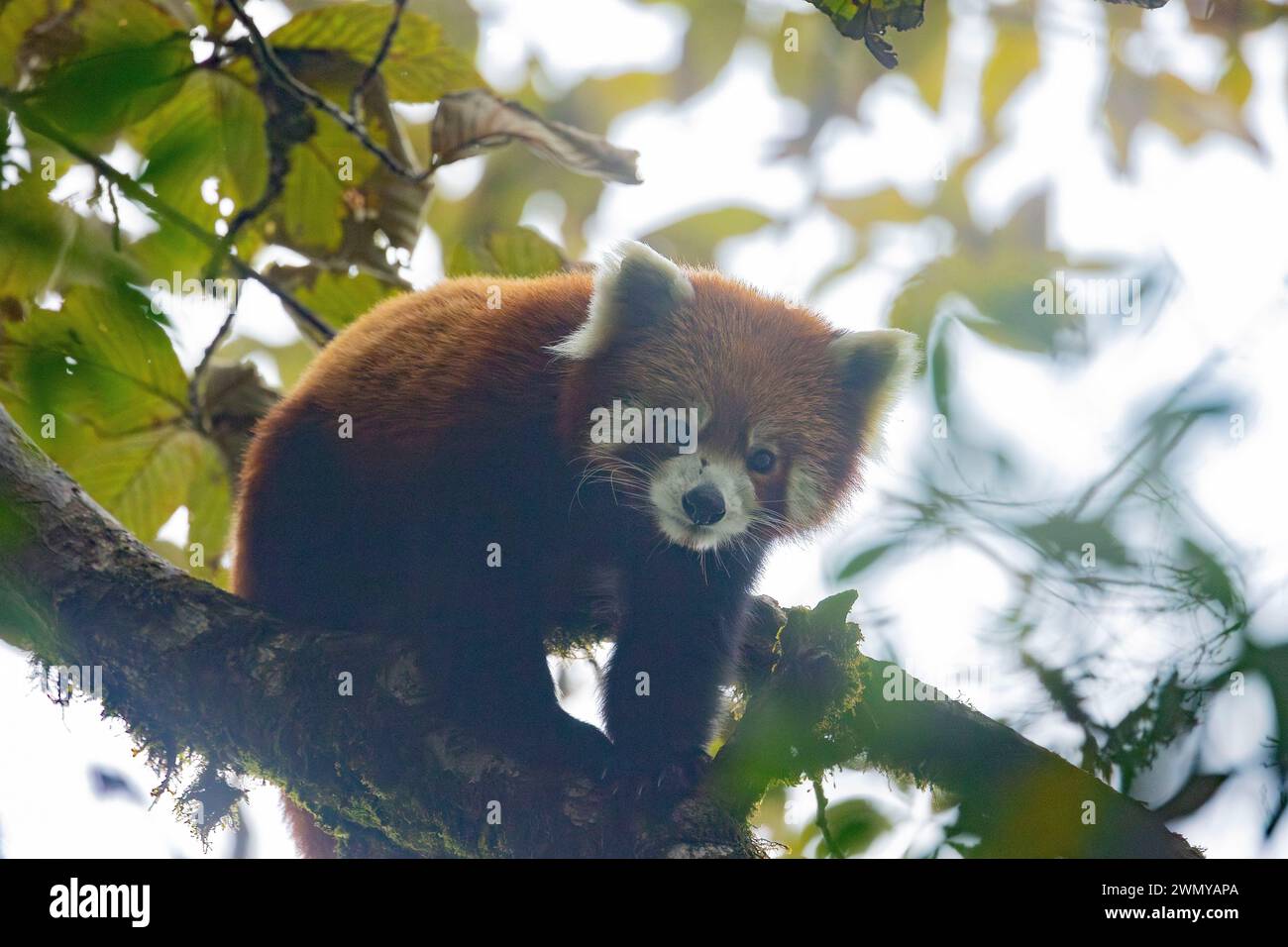 Nepal, Singalila National Park, kleiner Panda oder Roter Panda (Ailurus fulgens), erwachsener Mann in einem Baum, Stockfoto
