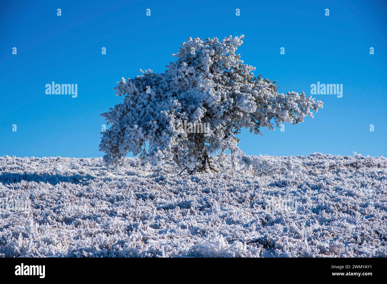 Frankreich, Loire (42), Pilat-Massiv, regionaler Naturpark Pilat, La Jasserie, Wanderung Crêt de la Chèvre, frostbewachsener Baum Stockfoto