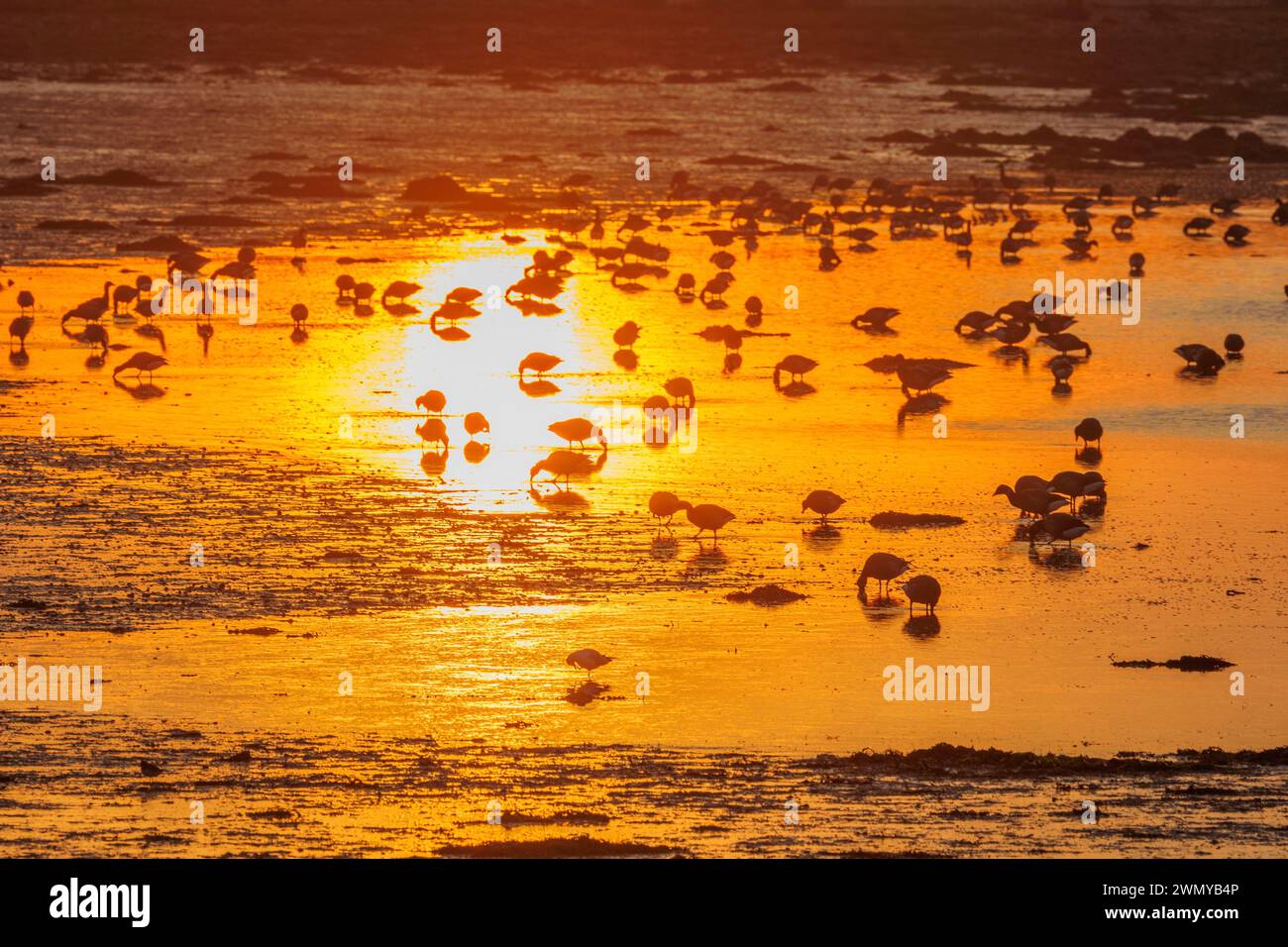 Frankreich, Morbihan, Golf von Morbihan, Gemeinde Saint Amel, Ile Tascon, Brent Gänse (Branta bernicla), die bei Ebbe in der Nähe des Gewehrs, das die Insel mit dem Kontinent verbindet, bei Sonnenuntergang nach Nahrung suchen Stockfoto